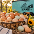 Farm Fresh Eggs dozen